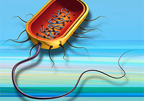 3D bacteria created for Flash animation.
